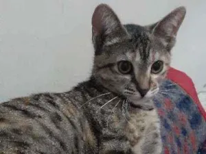 Gato raça  idade  nome Nairobi