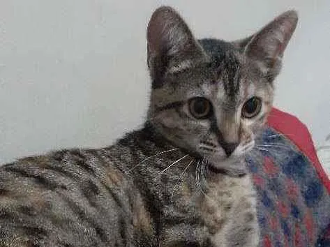 Gato ra a  idade  nome Nairobi