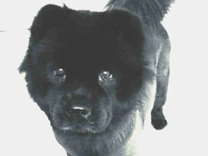 Cachorro ra a Chow chow idade 6 ou mais anos nome Penny