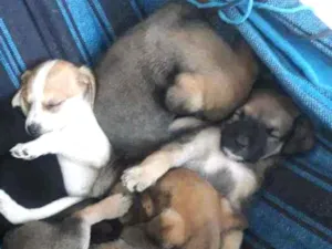 Cachorro raça SRD idade Abaixo de 2 meses nome Bebes