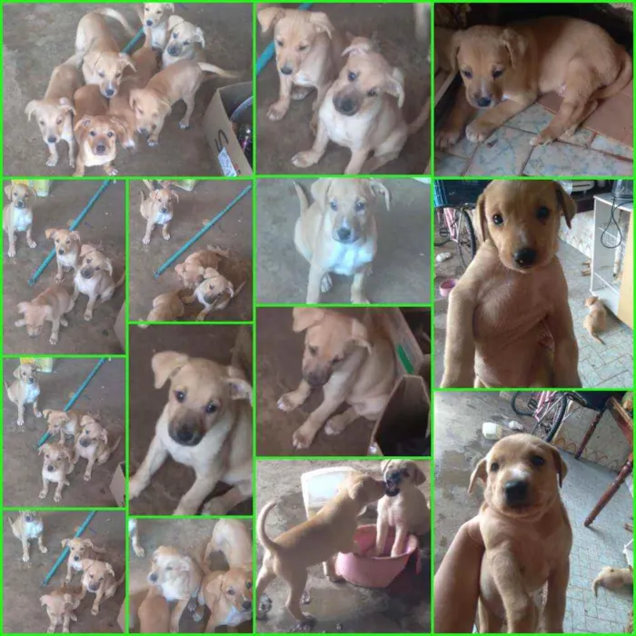 Cachorro ra a  idade 2 a 6 meses nome Não tem nome
