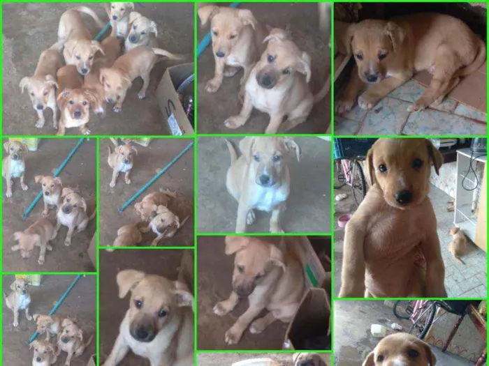 Cachorro ra a  idade 2 a 6 meses nome Não tem nome