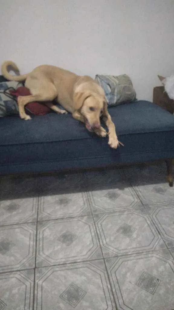 Cachorro ra a Mestiça de Labrador idade 7 a 11 meses nome Marley