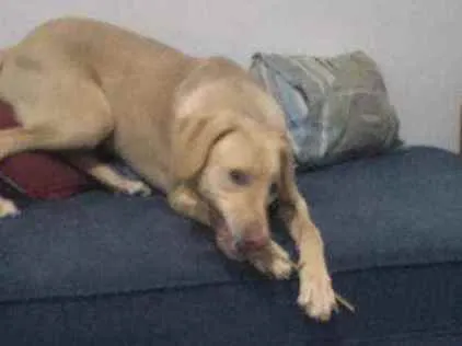 Cachorro ra a Mestiça de Labrador idade 7 a 11 meses nome Marley