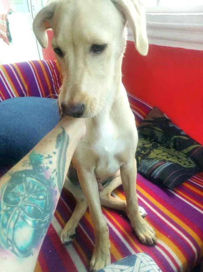 Cachorro ra a Mestiça de Labrador idade 7 a 11 meses nome Marley