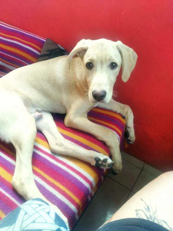 Cachorro ra a Mestiça de Labrador idade 7 a 11 meses nome Marley