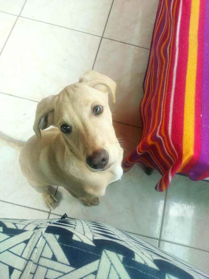 Cachorro ra a Mestiça de Labrador idade 7 a 11 meses nome Marley