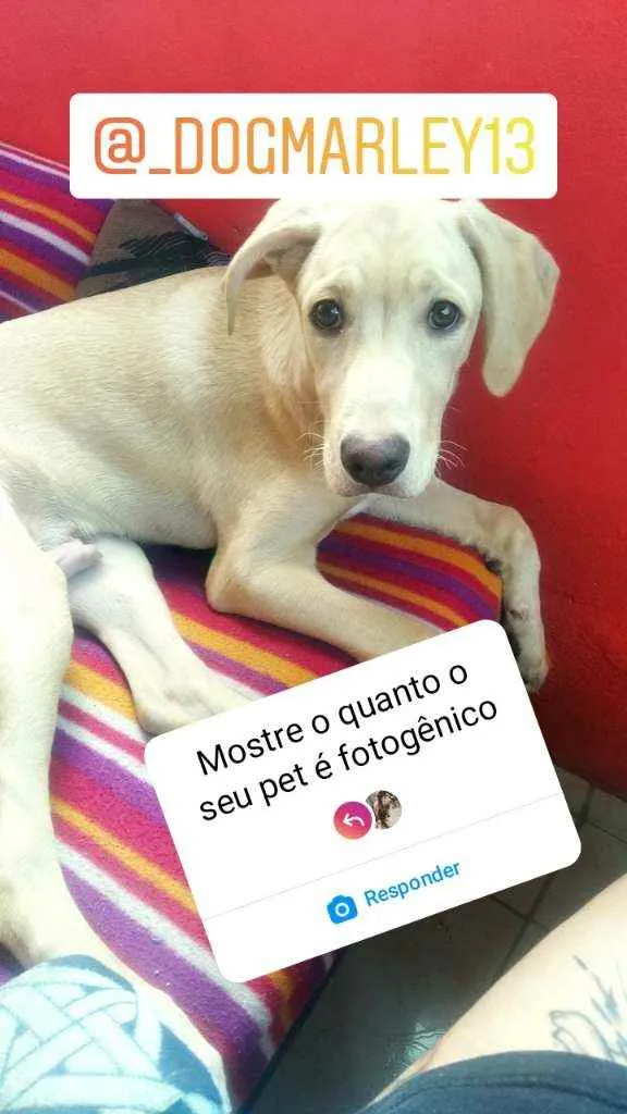 Cachorro ra a Mestiça de Labrador idade 7 a 11 meses nome Marley