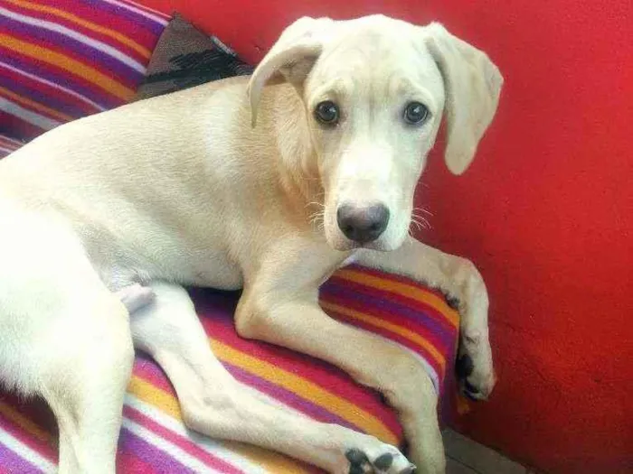 Cachorro ra a Mestiça de Labrador idade 7 a 11 meses nome Marley