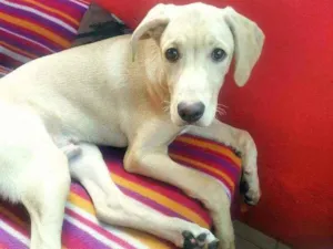 Cachorro raça Mestiça de Labrador idade 7 a 11 meses nome Marley