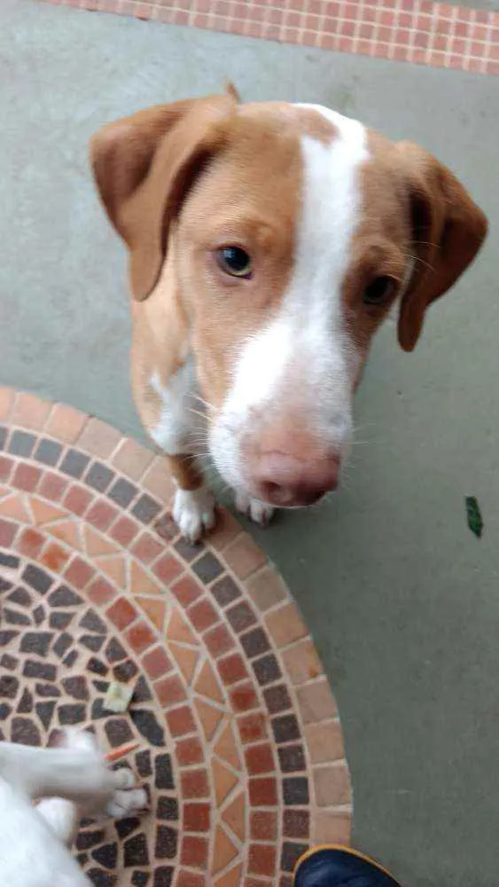 Cachorro raça SRD idade 2 a 6 meses nome Logan