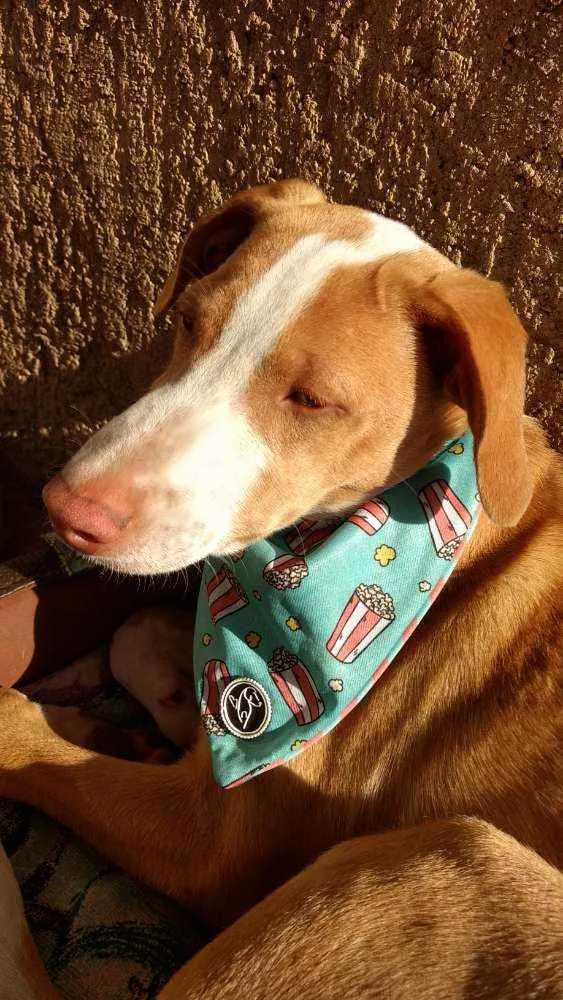Cachorro raça SRD idade 2 a 6 meses nome Logan