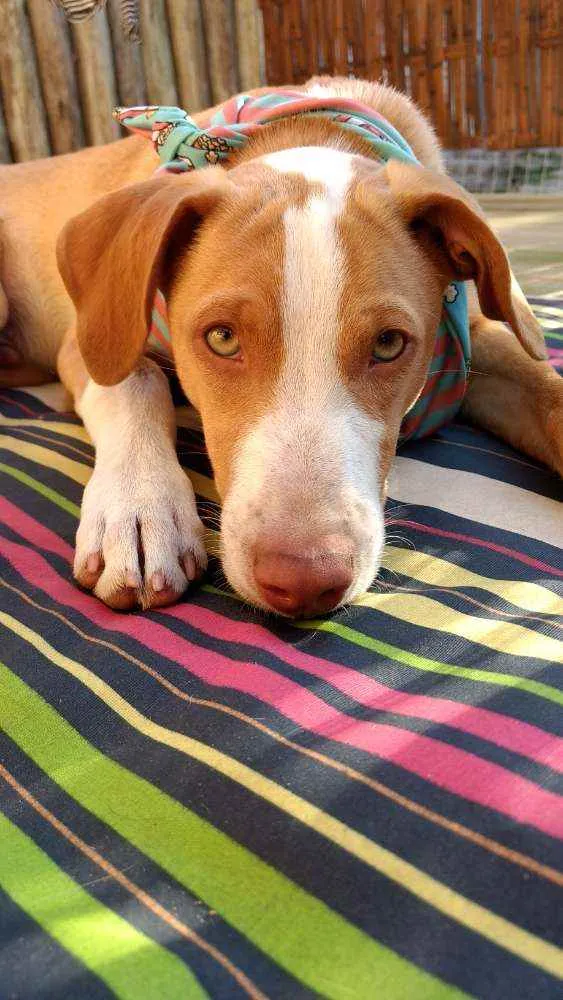 Cachorro raça SRD idade 2 a 6 meses nome Logan