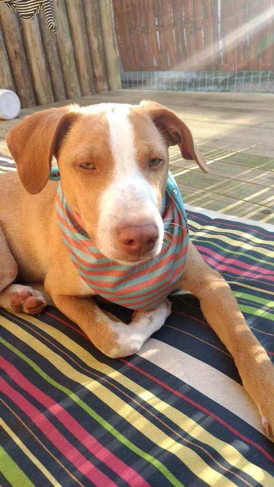 Cachorro raça SRD idade 2 a 6 meses nome Logan