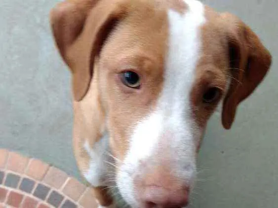 Cachorro raça SRD idade 2 a 6 meses nome Logan
