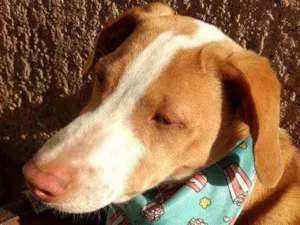 Cachorro raça SRD idade 2 a 6 meses nome Logan