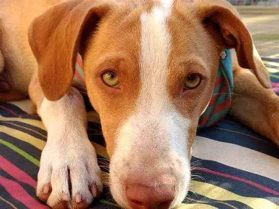Cachorro raça SRD idade 2 a 6 meses nome Logan