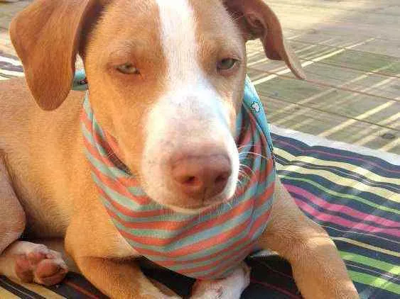 Cachorro raça SRD idade 2 a 6 meses nome Logan