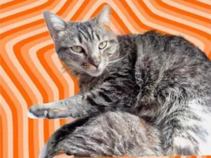 Gato raça Std idade 1 ano nome Raja 