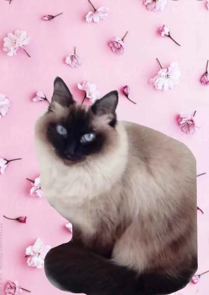 Gato raça Srd idade 1 ano nome Gatinha 