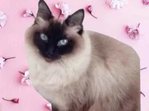 Gato raça Srd idade 1 ano nome Gatinha 