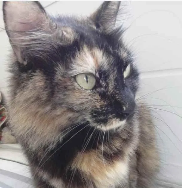 Gato raça Srd idade 1 ano nome Menina 