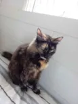 Gato raça Srd idade 1 ano nome Menina 