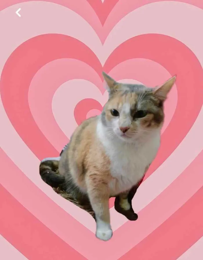 Gato raça Srd idade 1 ano nome Fumaça 