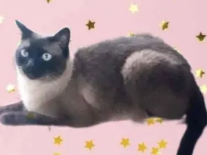 Gato raça Siamês  idade 1 ano nome Nick 