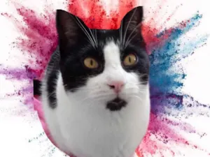 Gato raça Srd idade 1 ano nome Pitoco SuperFOFO