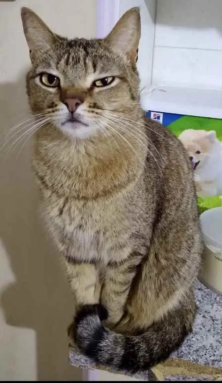 Gato raça Std idade 1 ano nome Ruivinho 