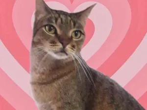 Gato raça Std idade 1 ano nome Ruivinho 