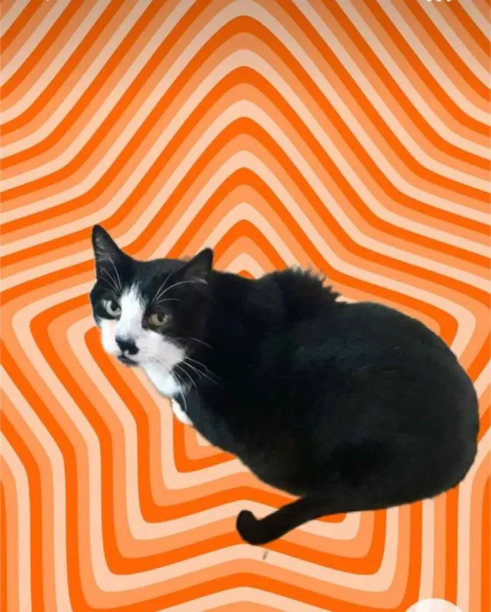 Gato raça Srd idade 1 ano nome Diego 