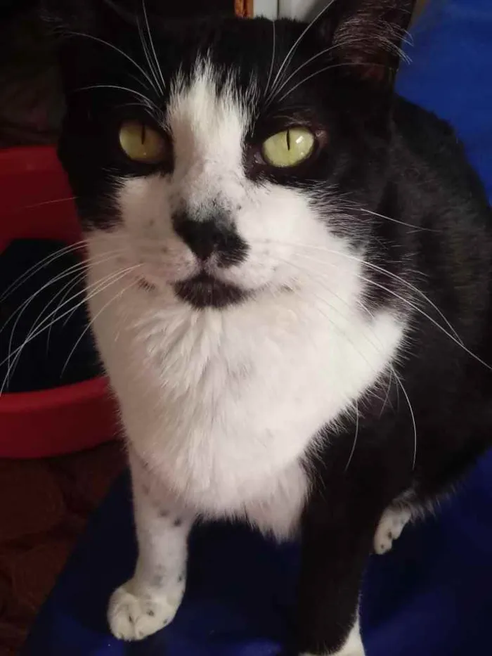 Gato raça Srd idade 1 ano nome Diego 