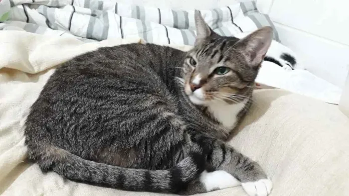 Gato raça Srd idade 1 ano nome Tigue 