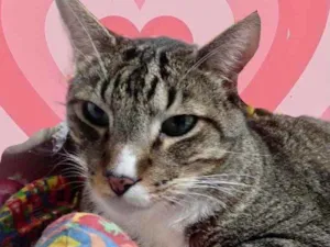 Gato raça Srd idade 1 ano nome Tigue 