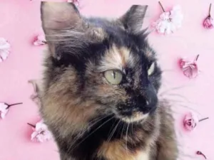 Gato raça Srd idade 1 ano nome Menina 