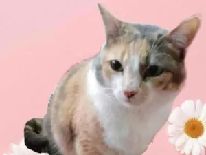 Gato raça Srd idade 1 ano nome Fumaça 