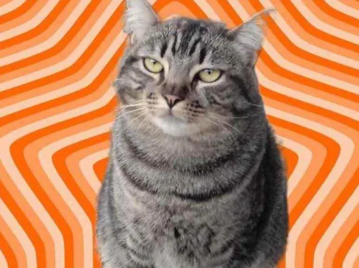 Gato raça Srd idade 1 ano nome Tom gorduchinho 