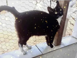 Gato raça Srd idade 1 ano nome Ariane 