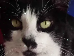 Gato raça Srd idade 1 ano nome Diego 