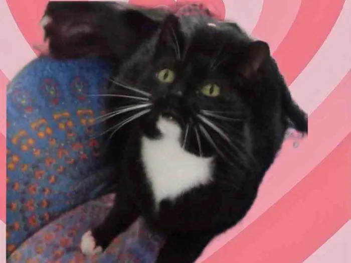 Gato raça Srd idade 1 ano nome Gigi