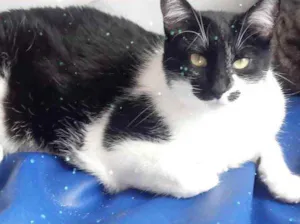 Gato raça Srd idade 1 ano nome Sarah 