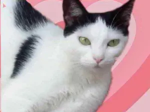 Gato raça Srd idade 1 ano nome Cherry