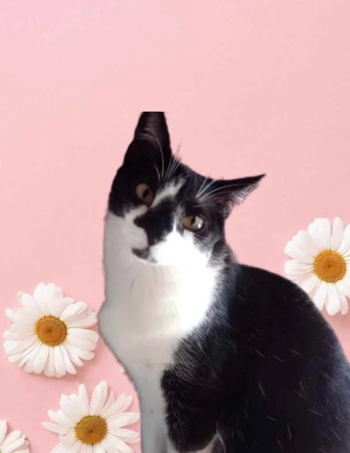 Gato raça Srd idade 1 ano nome Linguiça 