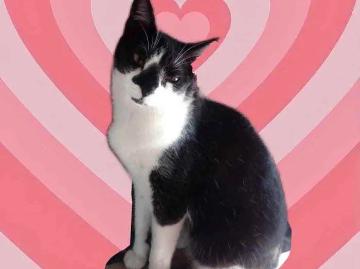 Gato raça Srd idade 1 ano nome Linguiça 