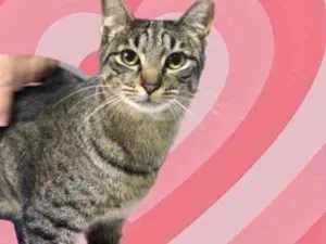 Gato raça Srd idade 1 ano nome Gucci 
