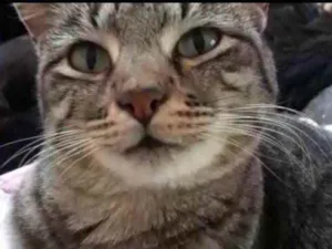 Gato raça Srd idade 1 ano nome Giorgio Armani 