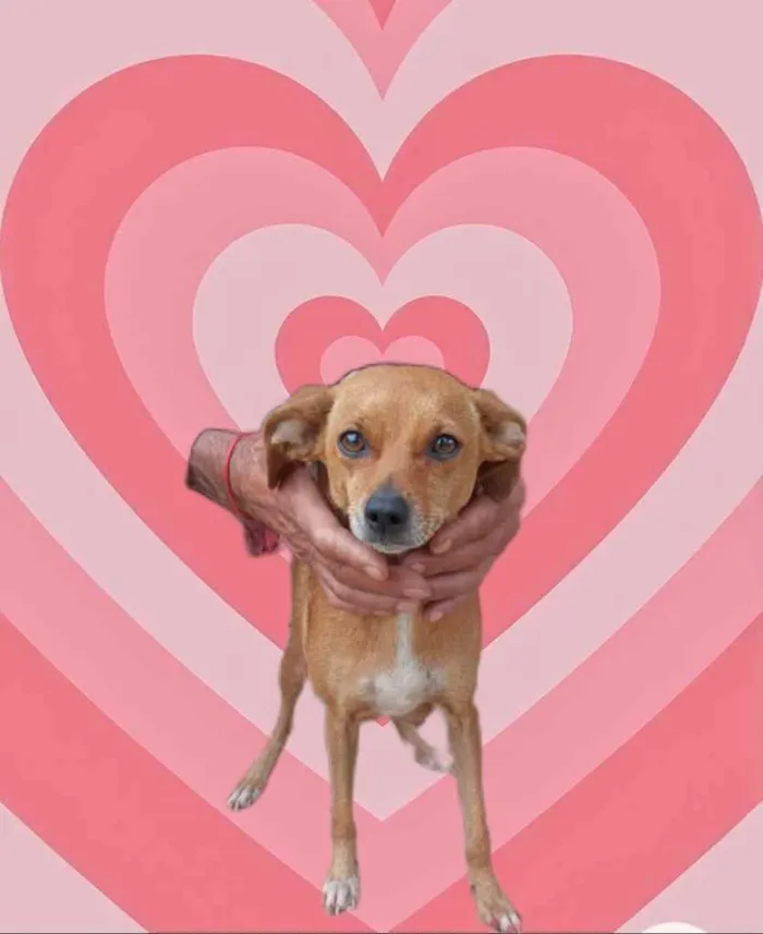 Cachorro raça Srd idade 1 ano nome Marie Louise porteP 