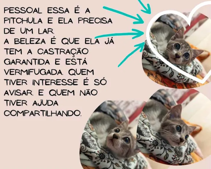 Gato raça Gato idade 2 a 6 meses nome Sem nome 